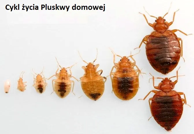 Zdjęcie Jak przygotować mieszkanie do dezynfekcji, aby skutecznie pozbyć się szkodników
