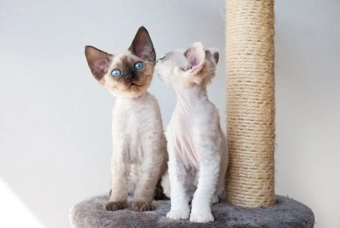 Zdjęcie Devon rex opis rasy – poznaj wyjątkowe cechy i potrzeby tej rasy