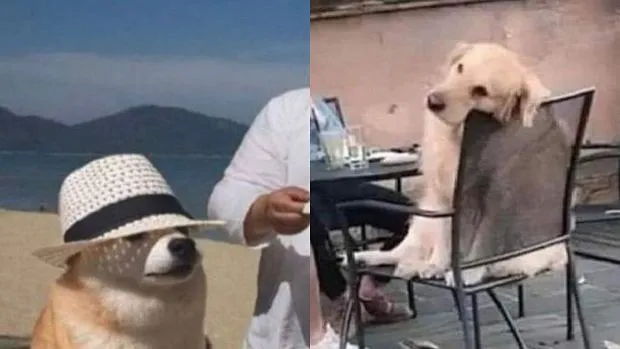 Zdjęcie Najlepsze memy z uśmiechniętymi psami, które poprawią ci humor