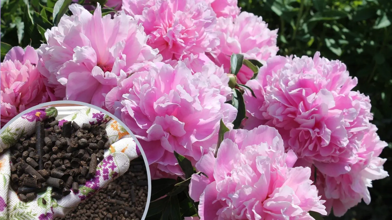 Zdjęcie Najlepszy nawóz do piwonii: klucz do obfitego kwitnienia i zdrowia