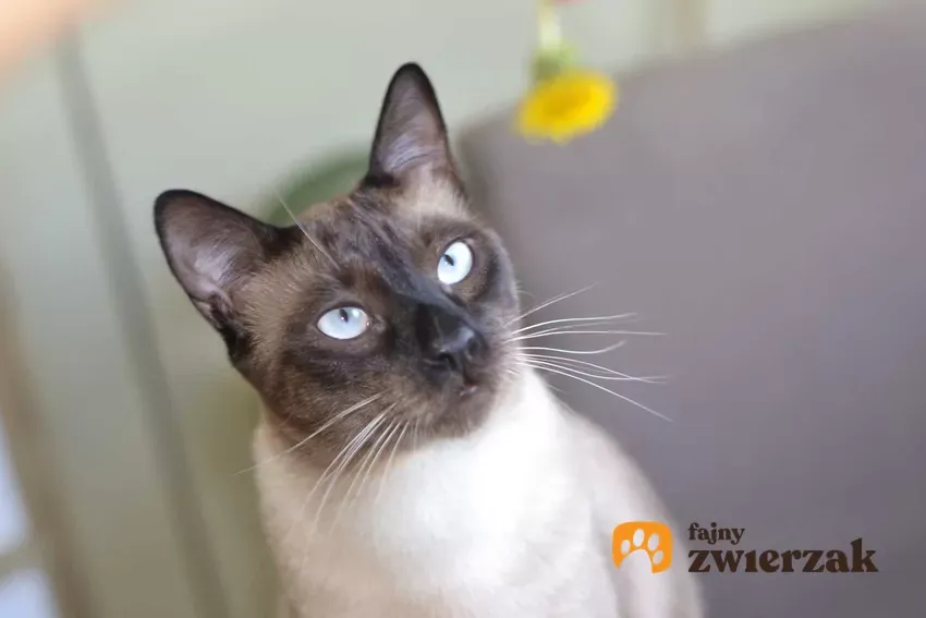 Zdjęcie Jak skutecznie karmić kota tonkijskiego, aby był zdrowy i szczęśliwy