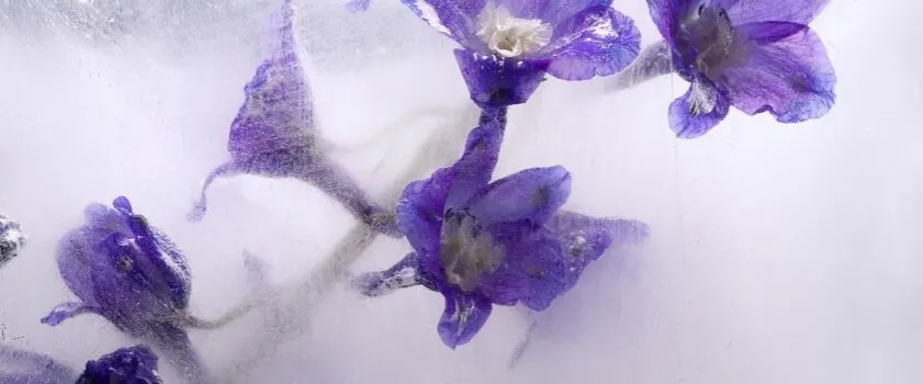 Zdjęcie Aconitum napellus w homeopatii – skutki, zastosowanie i dawkowanie