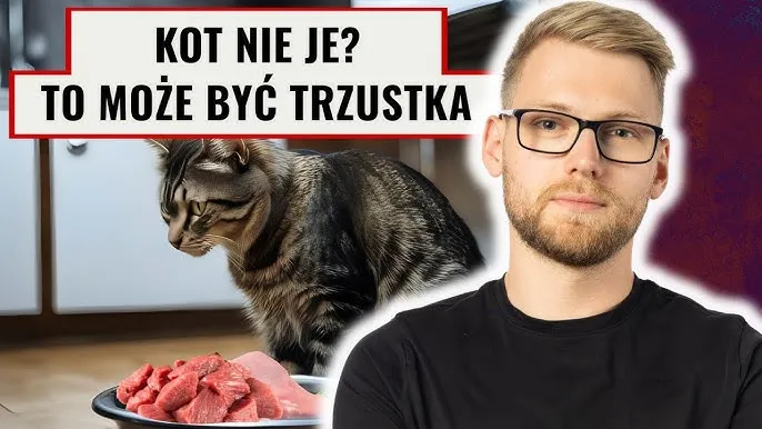 Zdjęcie Trzustka u kota - Zapalenie i leczenie