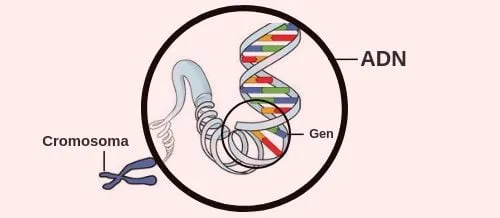 Zdjęcie Co to jest gen w biologii? Prosta definicja, rola i przykłady dla każdego