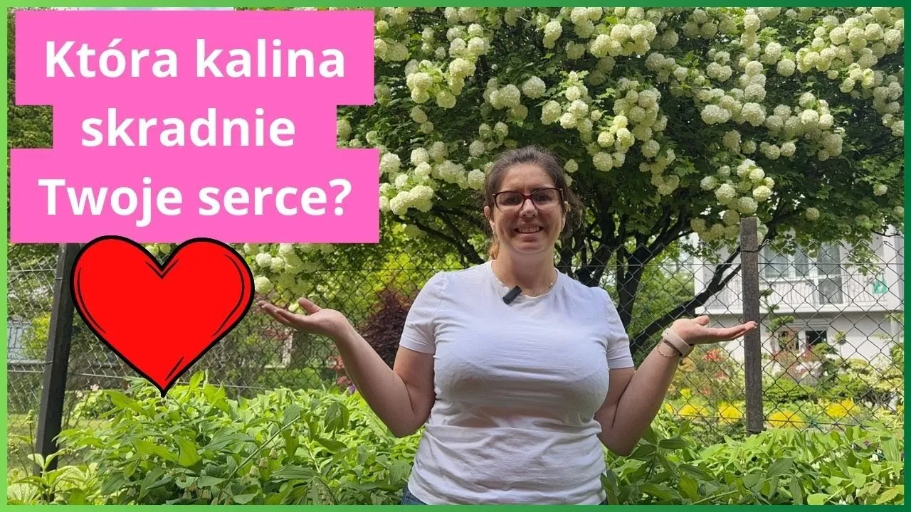 Zdjęcie Co posadzić obok kaliny, aby stworzyć piękne kompozycje w ogrodzie