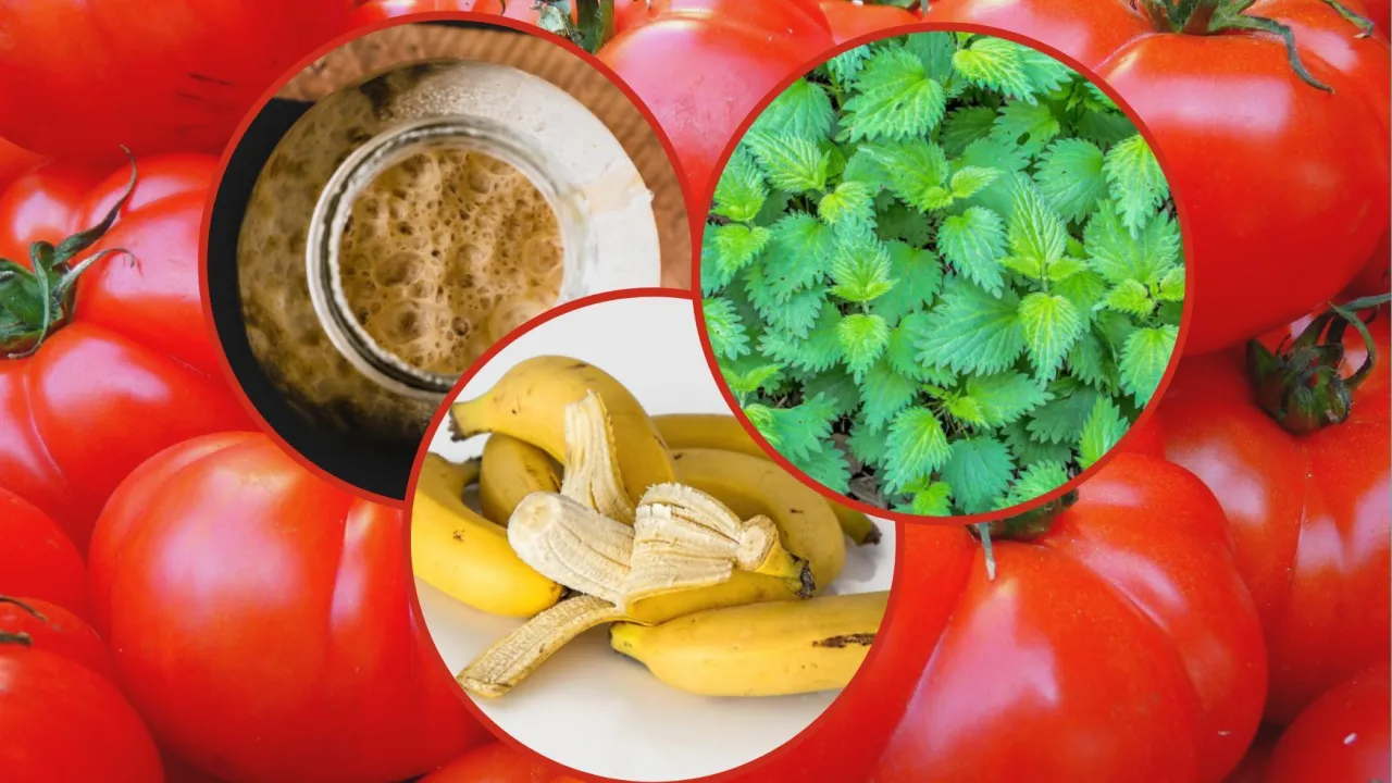 Zdjęcie Domowe sposoby nawożenia pomidorów: skuteczne i naturalne