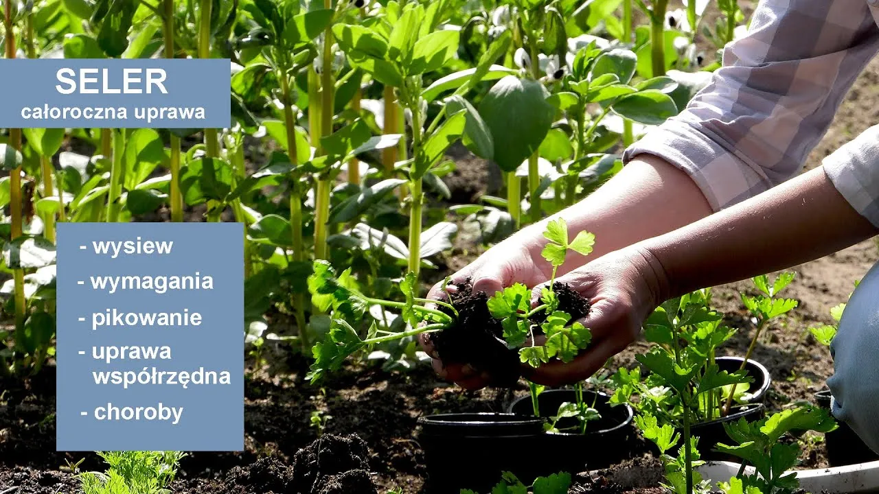 Zdjęcie Jak uprawiać seler - proste sposoby na zdrowe i obfite plony