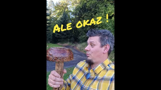 Zdjęcie Jak zrobić grzyby z cementu – stwórz piękne dekoracje do ogrodu