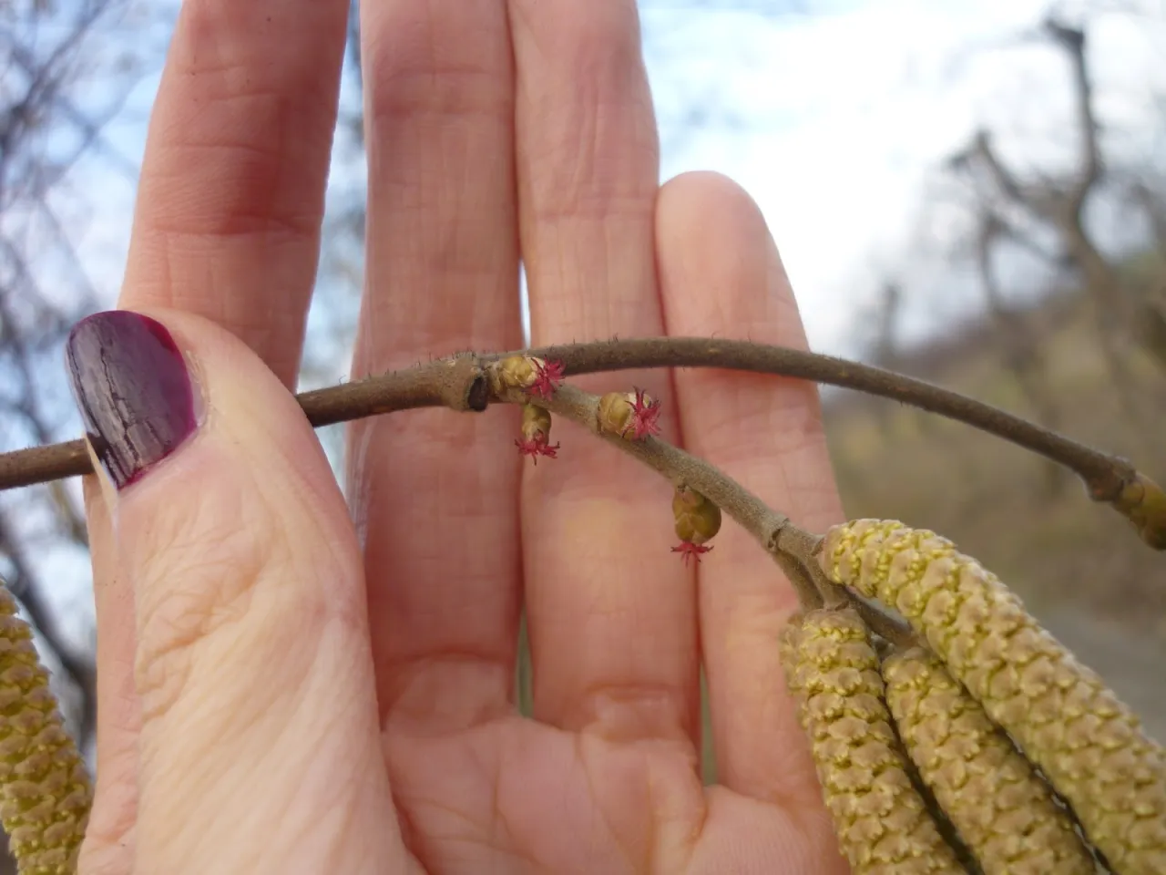 Zdjęcie Kiedy kwitnie orzech laskowy? Poznaj sekret obfitych plon&oacute;w