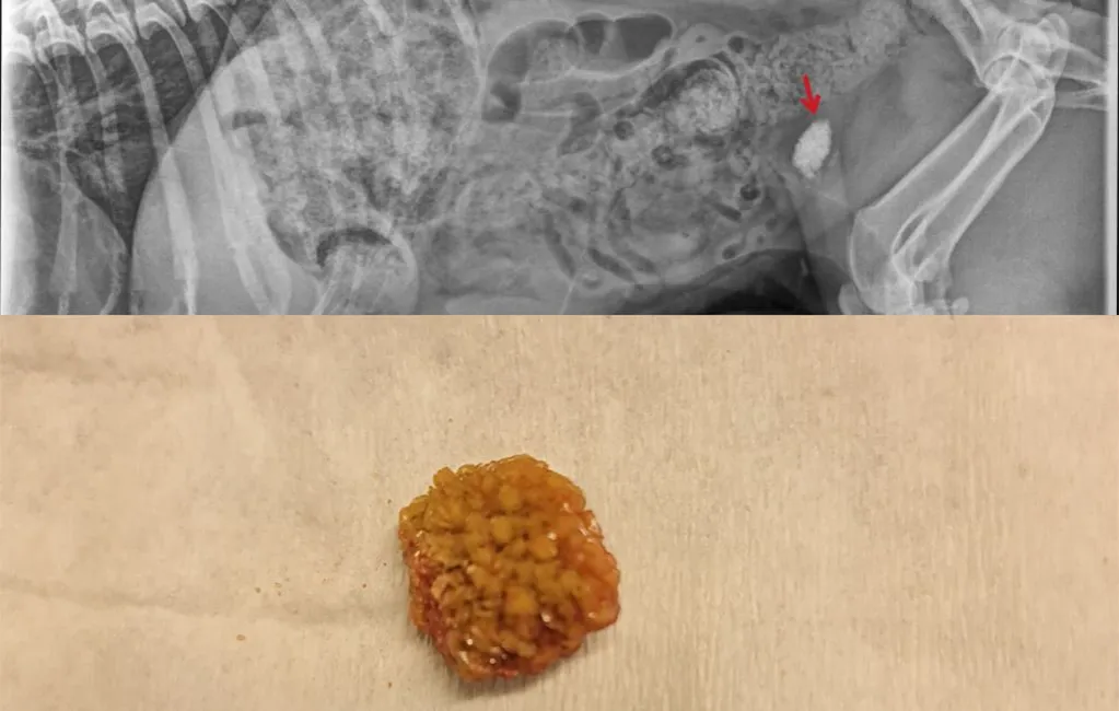 Zdjęcie Kamienie w pęcherzu moczowym u psa: objawy, diagnostyka i terapia