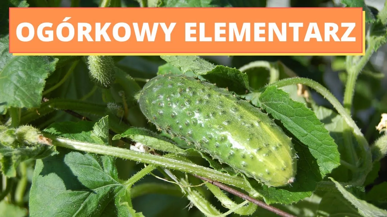 Zdjęcie Do kiedy można siać ogórki gruntowe, aby uniknąć przymrozków?