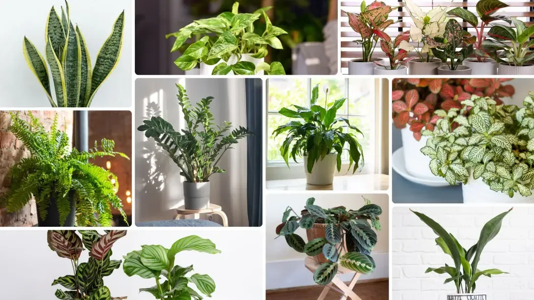 Zdjęcie Rośliny do cienia: Ożyw ciemne kąty swojego domu!