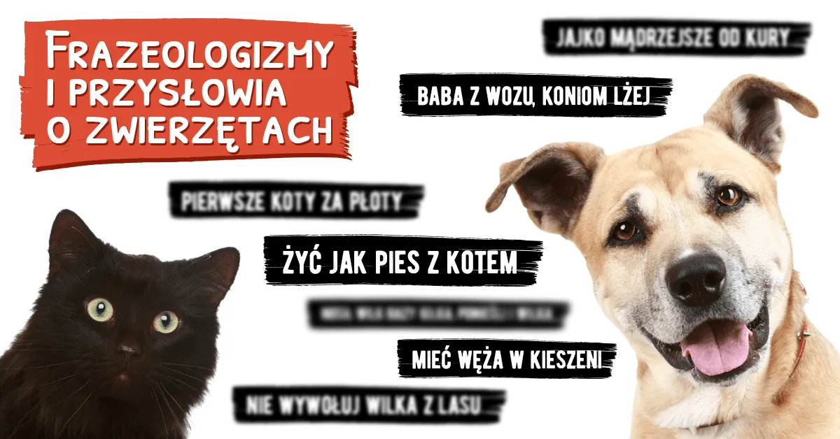Zdjęcie Frazeologizmy z życia codziennego: poznaj ich znaczenie i zastosowanie
