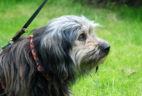 Zdjęcie Kudłate psy do adopcji: jak wybrać i przygarnąć nowego przyjaciela