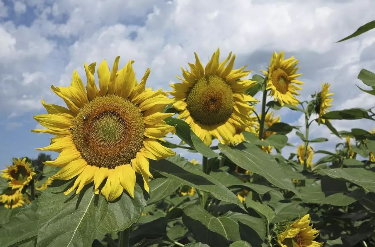 Zdjęcie Kiedy sieje się słonecznik? Odkryj najlepsze terminy i warunki siewu