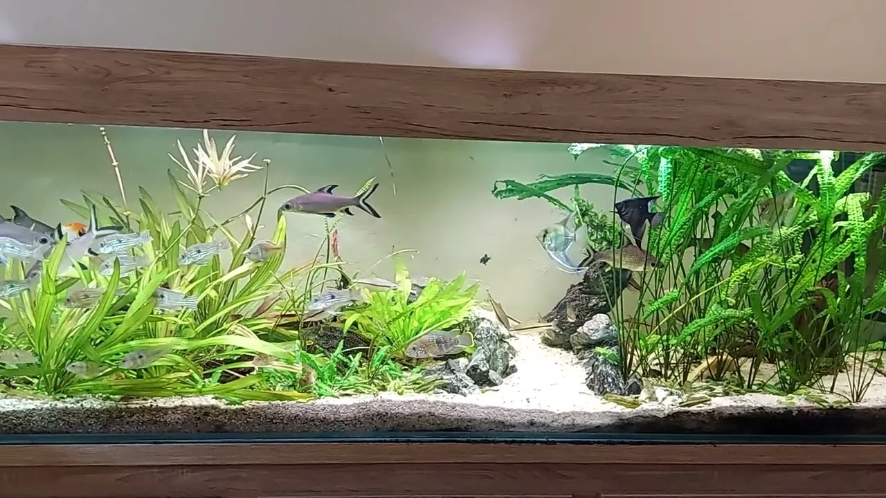 Zdjęcie Ile kosztuje utrzymanie akwarium? Sprawdź, jak obniżyć wydatki