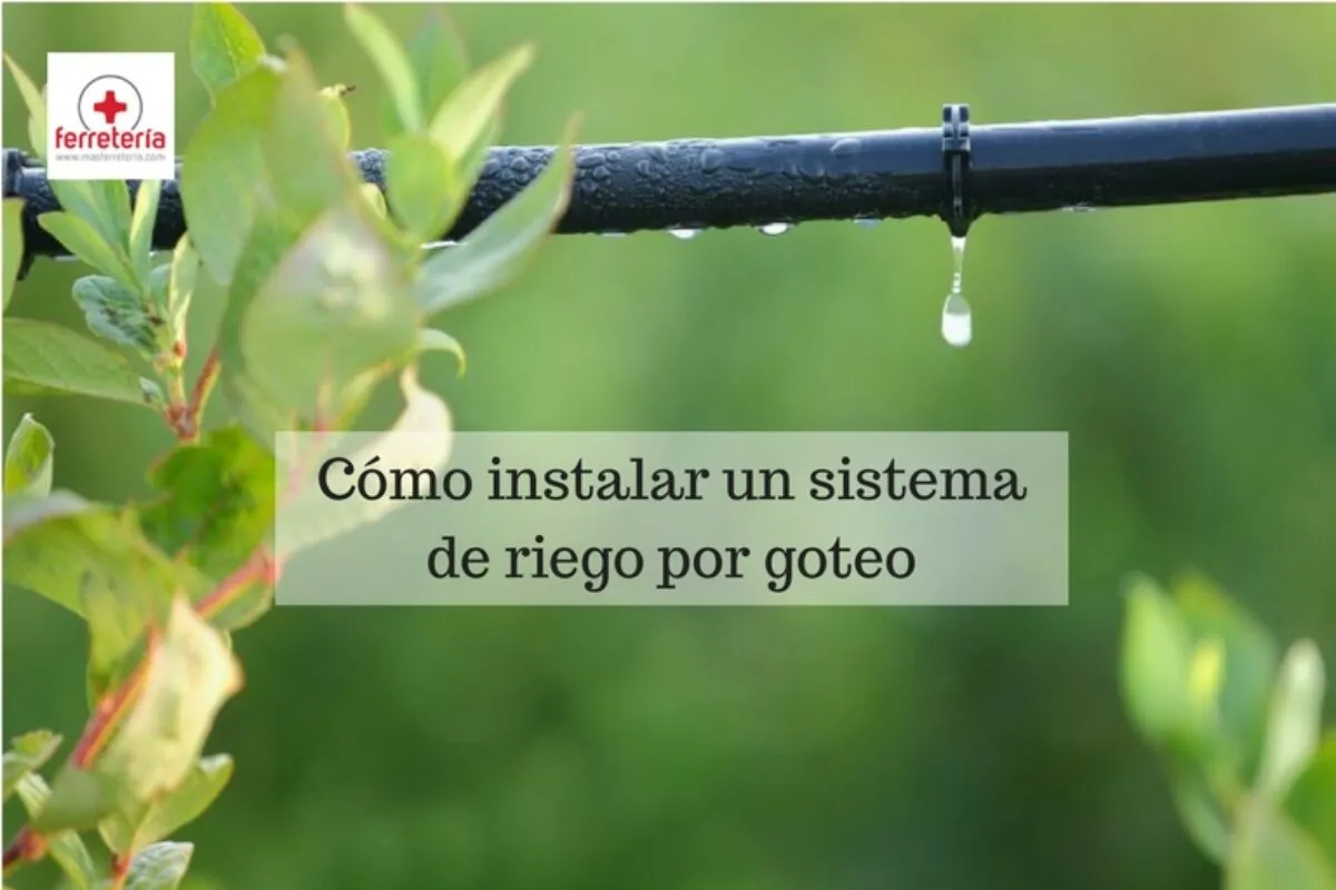 Zdjęcie Esquema instalación riego por goteo: evita errores comunes y ahorra agua