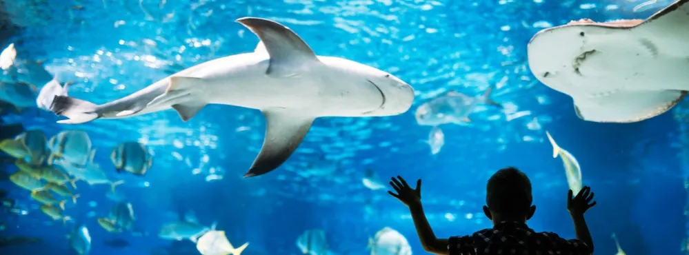 Zdjęcie Status oceanarium w Chorzowie: co się wydarzyło z projektem?