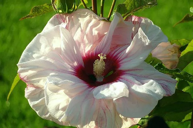 Zdjęcie Hibiskus ogrodowy nie jest jadalny - poznaj prawdę o roślinie