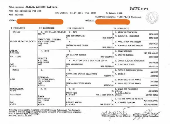 Zdjęcie Ile kosztuje rodowód dla psa? Poznaj ukryte opłaty i zasady