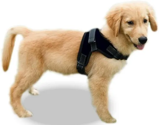 Zdjęcie Obroża czy szelki dla golden retrievera: co wybrać, by uniknąć problemów?