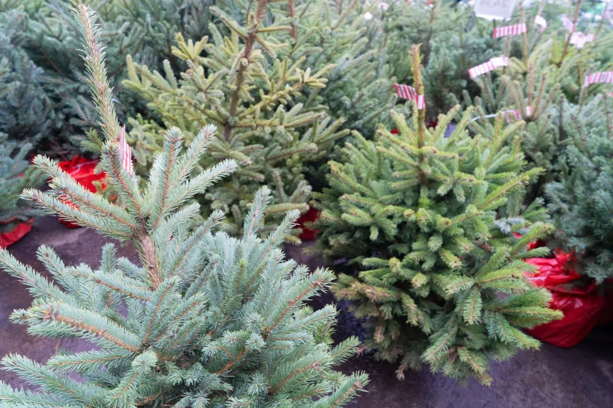 Zdjęcie Jaka woda pod choinkę, aby drzewko długo zachowało świeżość?