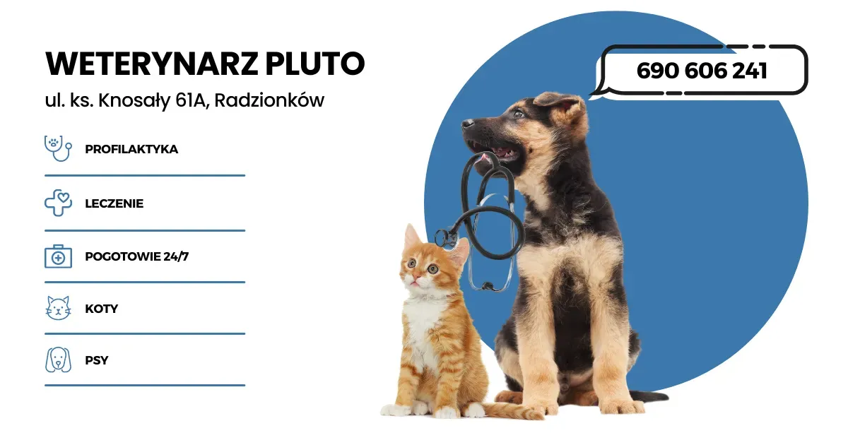 Zdjęcie Czy weterynarz jest otwarty w niedzielę? Sprawdź, gdzie uzyskasz pomoc