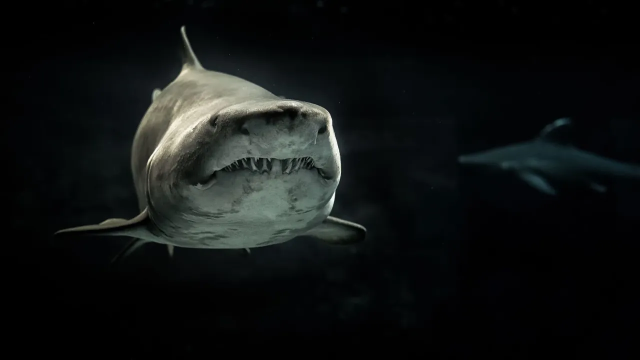 Zdjęcie Rekin zabójca: Thriller z polowaniem na rekina na Filmweb