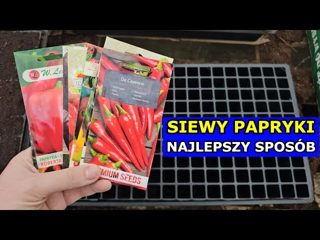 Zdjęcie Kiedy siać paprykę chili, aby uniknąć nieudanej uprawy?