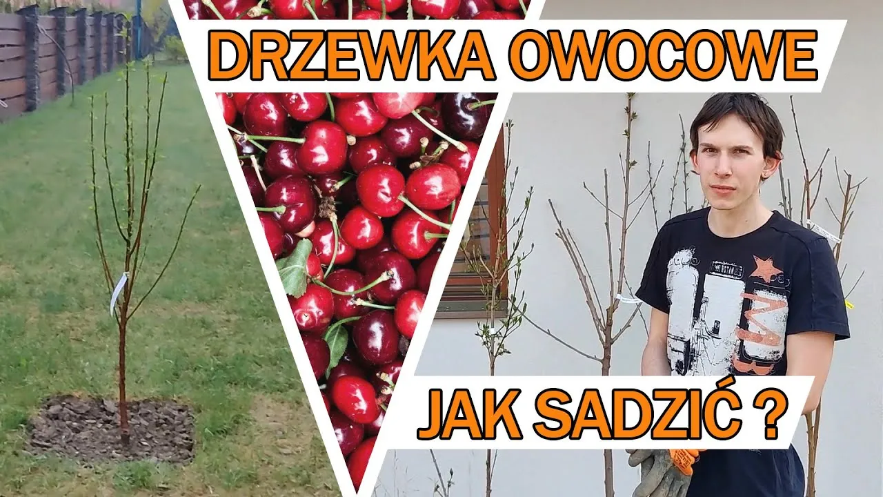 Zdjęcie Jak sadzić czereśnie z pestki – uniknij błędów i ciesz się plonami
