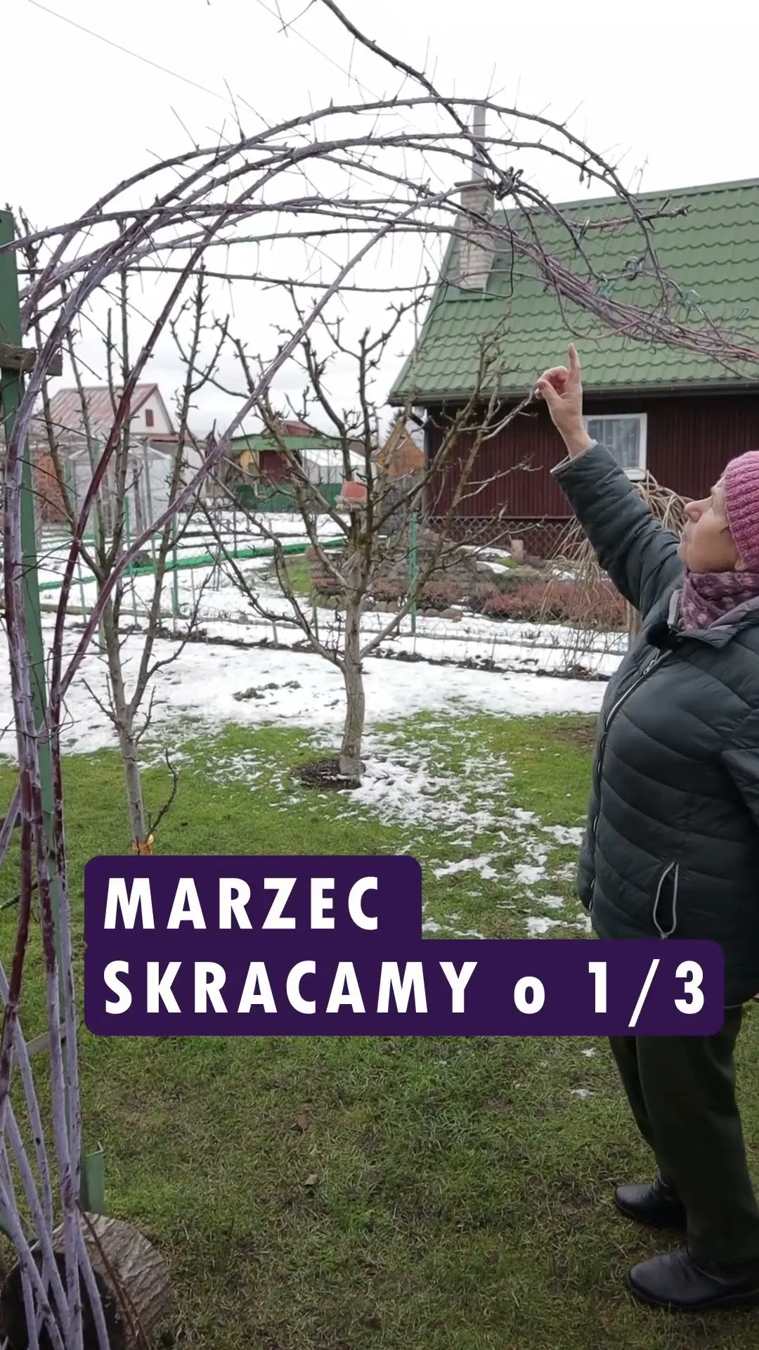 Zdjęcie Jak przycinać czarną malinę, aby uniknąć słabych plonów?