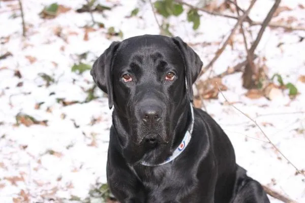Zdjęcie Gdzie kupić głupi jaś dla psa? Najlepsze miejsca i porady