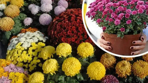 Zdjęcie Jak wyhodować chryzantemy z cmentarza i pielęgnować je z miłością