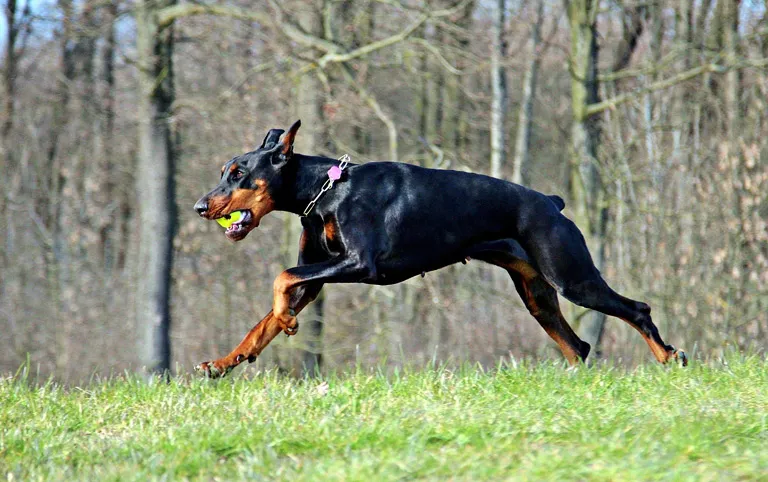 Zdjęcie Ile kosztuje doberman z hodowli? Ceny i co wpływa na wybór