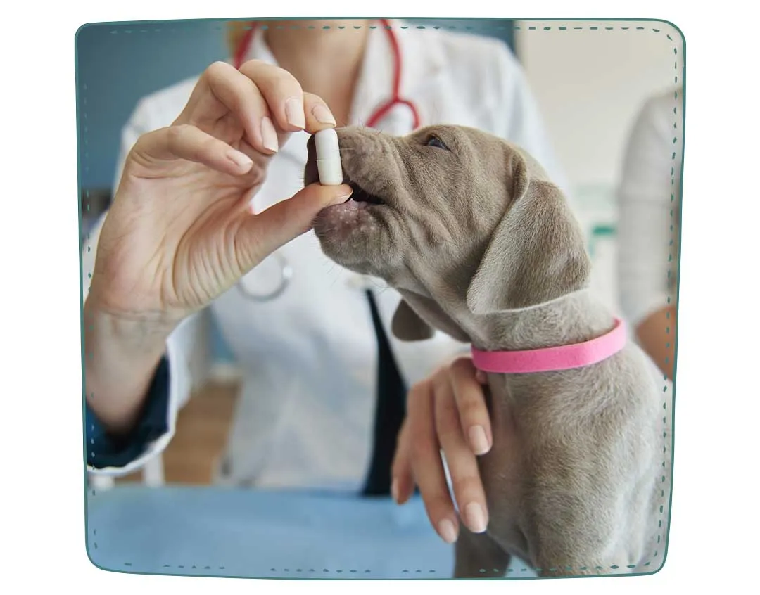 Zdjęcie Desparasitar interna perros: Elimina parásitos y protege su salud