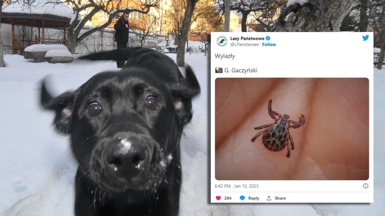 Zdjęcie Gdzie zimują kleszcze: zaskakująca prawda o ich zimowej aktywności