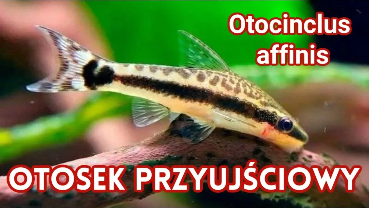 Zdjęcie Jaka ryba najlepsza na glony? Oto skuteczni pomocnicy w akwarium