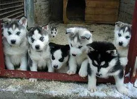 Zdjęcie Ile kosztuje szczeniak husky? Sprawdź ceny i uniknij ukrytych kosztów!