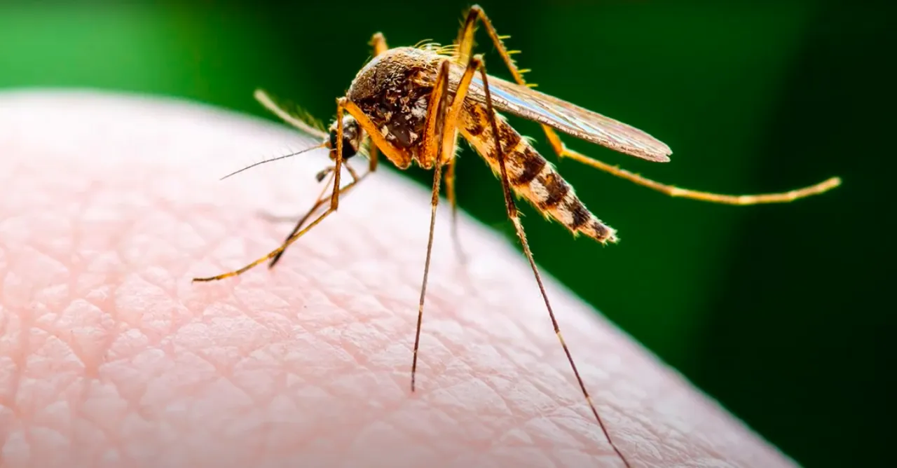 Zdjęcie Jak zimują muchy i komary? Sekrety przetrwania owadów zimą