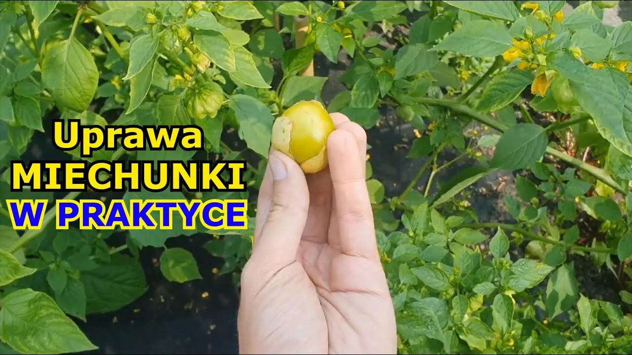 Zdjęcie Jak uprawiać physalis: proste metody na zdrowe rośliny i plony