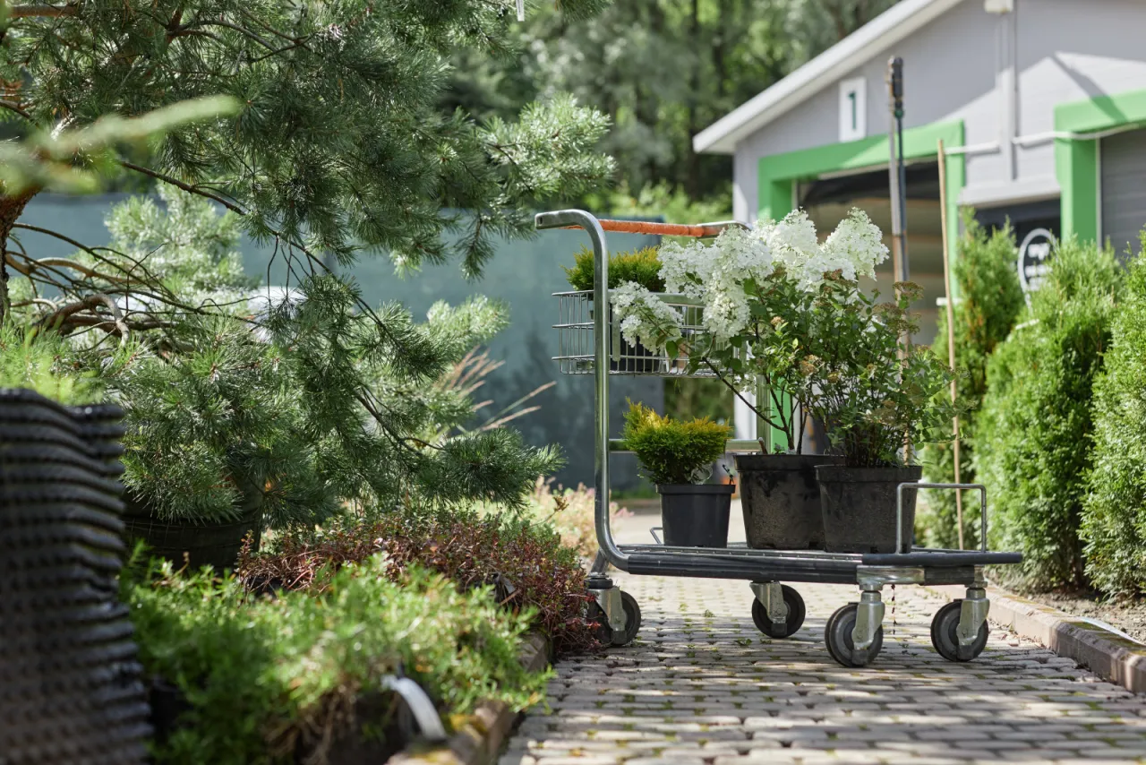 Zdjęcie Jak gęsto sadzić hortensje, aby uniknąć błędów w ogrodzie