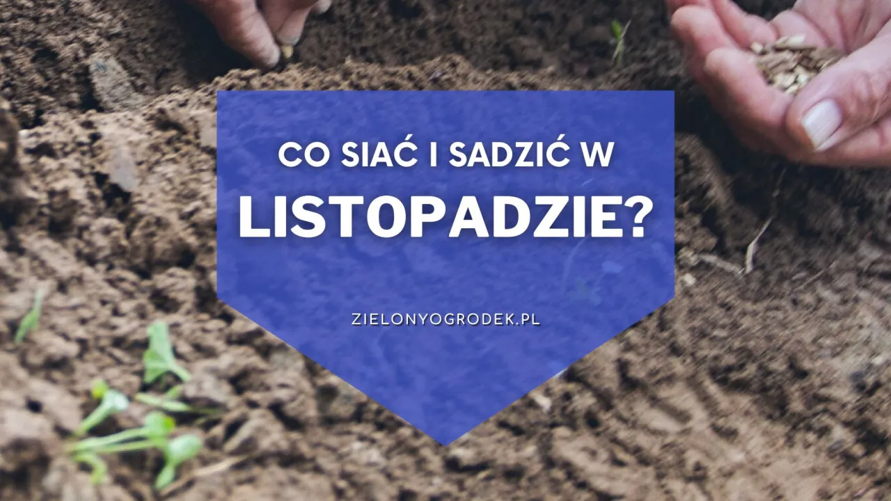 Zdjęcie Co sadzić w listopadzie, aby cieszyć się obfitymi plonami wiosną