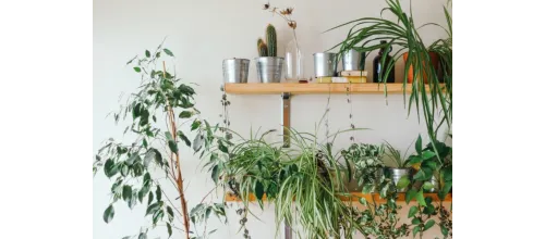 Zdjęcie Jak stworzyć półkę na kwiaty DIY, która zachwyci każdego wnętrza