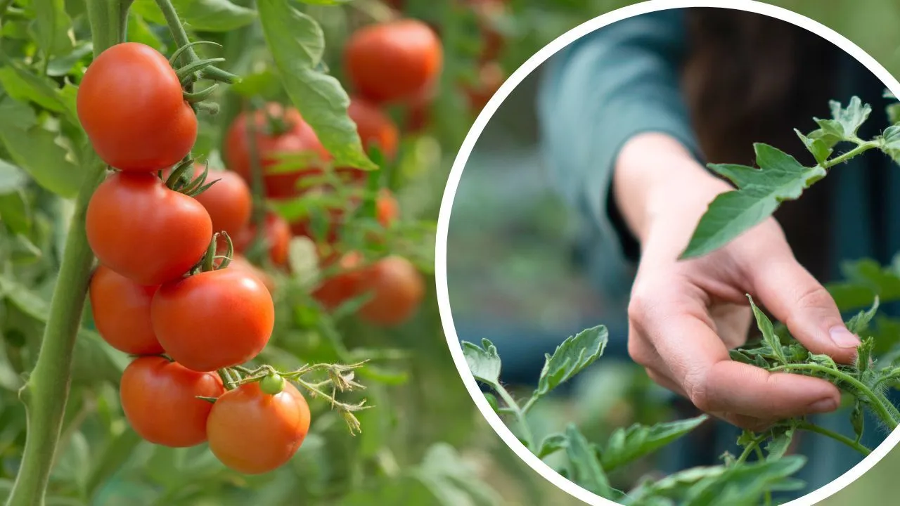 Zdjęcie Jak sprawić, żeby hybryda się trzymała - skuteczne porady na trwałość