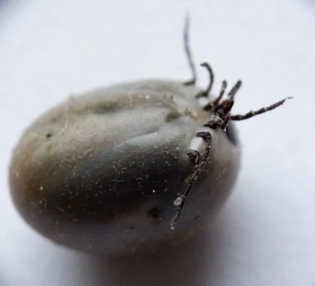 Zdjęcie Kto wystawia skierowanie na badanie boreliozy i jak je uzyskać