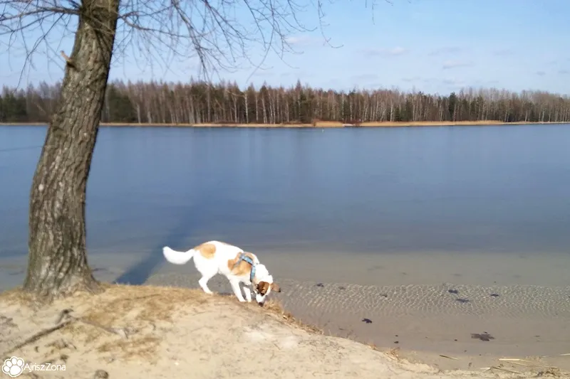 Zdjęcie Gdzie z psem na spacer? Odkryj najlepsze miejsca w Polsce