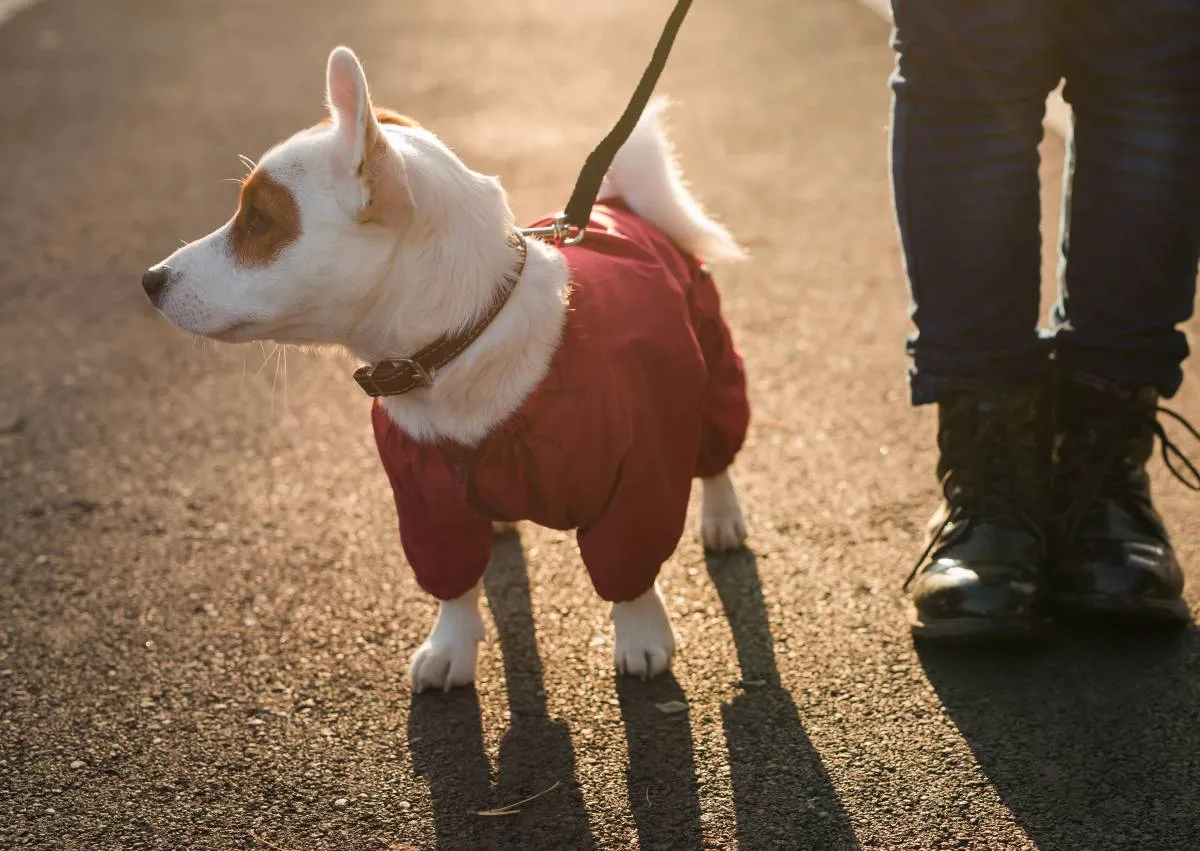 Zdjęcie Uszyj ubranko dla psa: Praktyczny poradnik krok po kroku