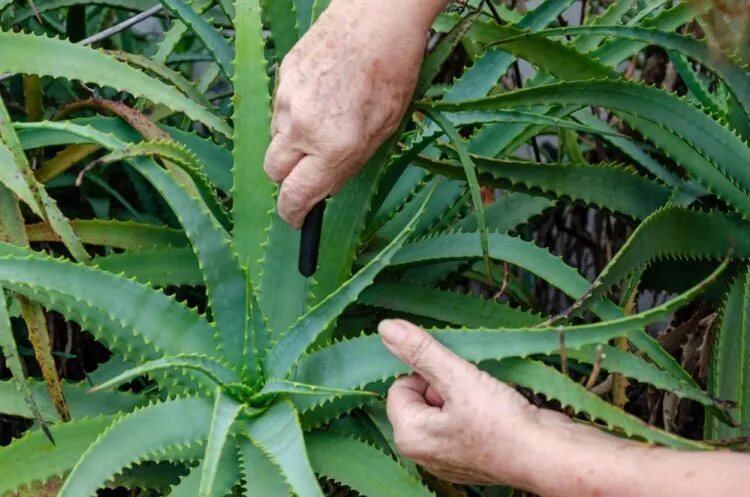 Zdjęcie Jak uprawiać aloes - proste błędy, których musisz unikać