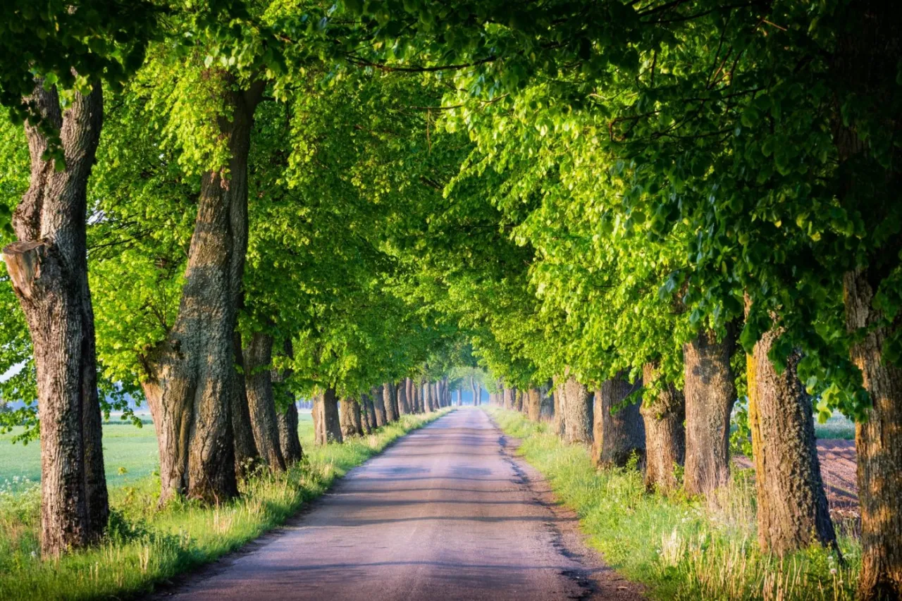 Zdjęcie Najlepsze trasy rowerowe Ruciane-Nida: odkryj ukryte skarby regionu