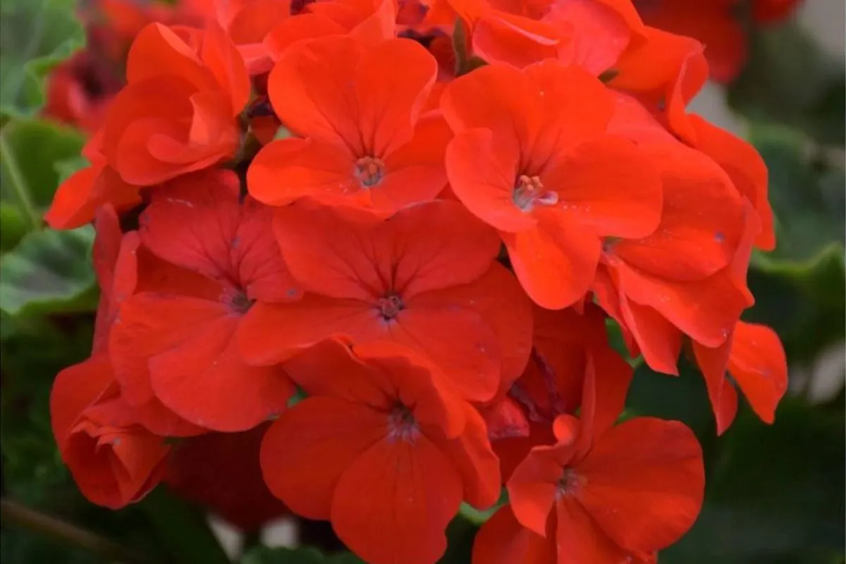 Zdjęcie Kiedy siać pelargonie, aby uniknąć słabych kwiatów i rozczarowania